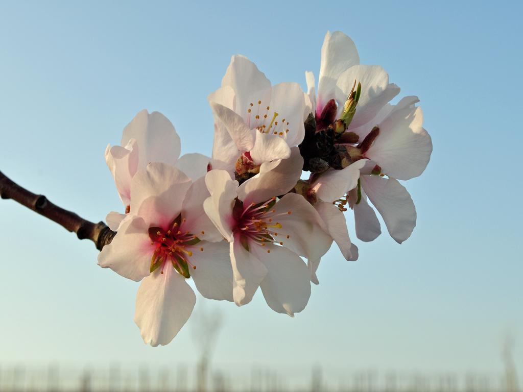 Ilbesheim bei Landau in der Pfalz 罗莎宫廷花园旅馆酒店 外观 照片